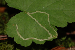 Phytomyza tigris