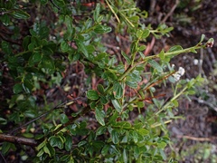 Ceanothus thyrsiflorus