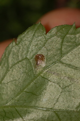 Phytomyza tigris