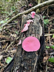 Phillipsia domingensis