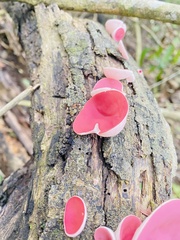 Phillipsia domingensis