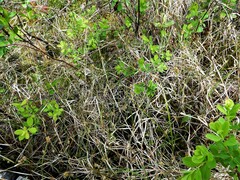 Carex chordorrhiza