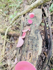 Phillipsia domingensis