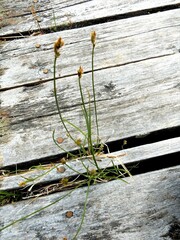Carex chordorrhiza