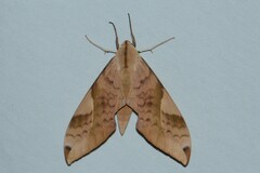 Clanis bilineata