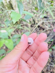 Phillipsia domingensis