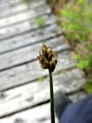 Carex chordorrhiza