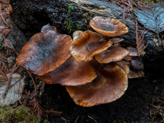 Armillaria nabsnona