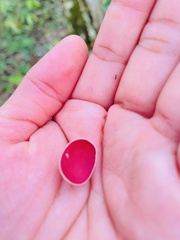 Phillipsia domingensis