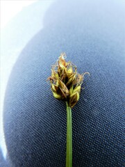 Carex chordorrhiza