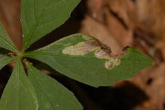 Liriomyza limopsis