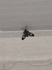 Arctiinae