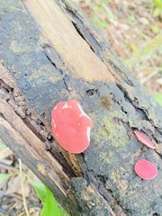 Phillipsia domingensis