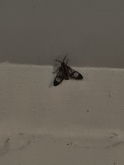 Arctiinae