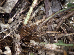 Struthiopteris niponica