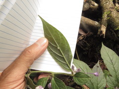 Lycianthes pilifera