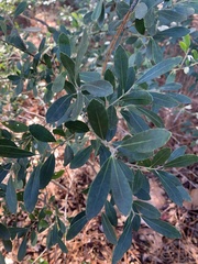 Ilex glabra