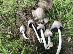 Coprinopsis strossmayeri