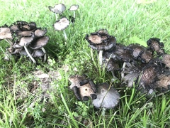 Coprinopsis strossmayeri