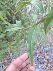 Aldama revoluta
