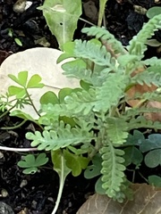 Chamaebatiaria millefolium