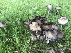 Coprinopsis strossmayeri