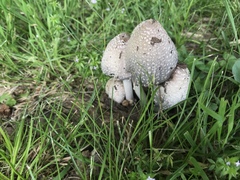 Coprinopsis strossmayeri