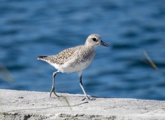 Pluvialis squatarola