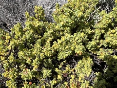 Pimelea serpyllifolia