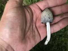 Coprinopsis strossmayeri