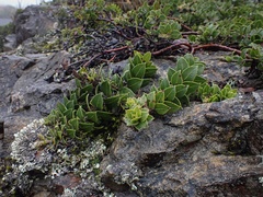 Arctostaphylos imbricata