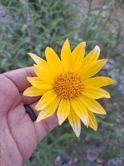 Aldama revoluta