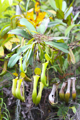 Nepenthes reinwardtiana