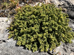 Pimelea serpyllifolia