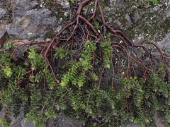 Arctostaphylos imbricata