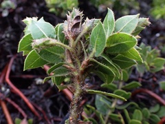 Arctostaphylos imbricata