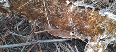 Steccherinaceae