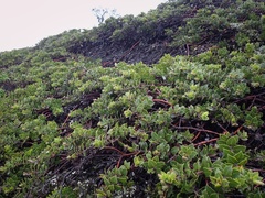 Arctostaphylos imbricata
