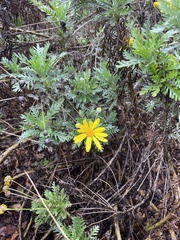 Glebionis coronaria