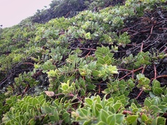 Arctostaphylos imbricata