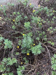 Glebionis coronaria