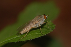 Therevinae