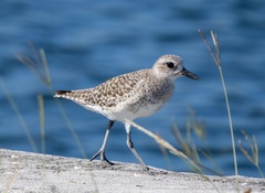 Pluvialis squatarola