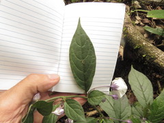 Lycianthes pilifera