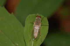 Therevinae