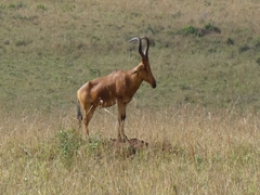 Alcelaphus buselaphus lelwel