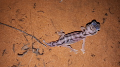 Nephrurus deleani