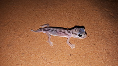 Nephrurus deleani