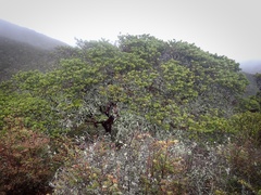 Arctostaphylos montaraensis