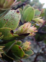 Arctostaphylos montaraensis